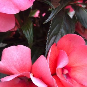 Meet your Posher, Marilyn